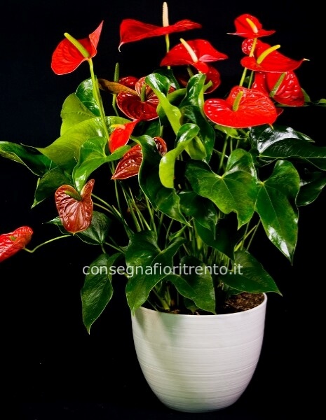 Composizione pianta di anturium con vaso di ceramica