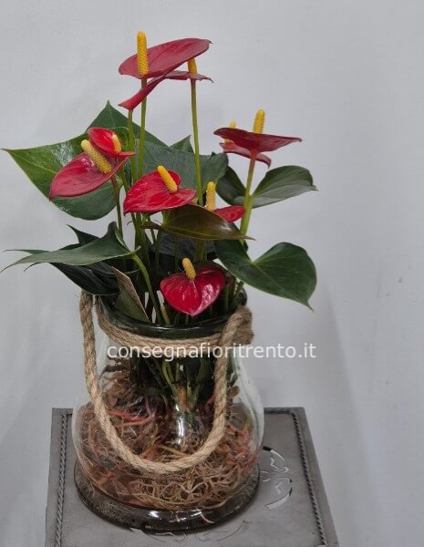 pianta di Anthurium rosso idroponica con vaso di vetro