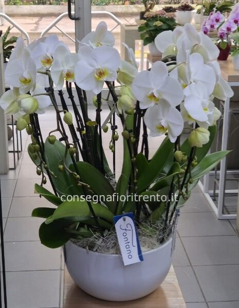 composizione Orchidea Bianca Con Vaso In Ceramica